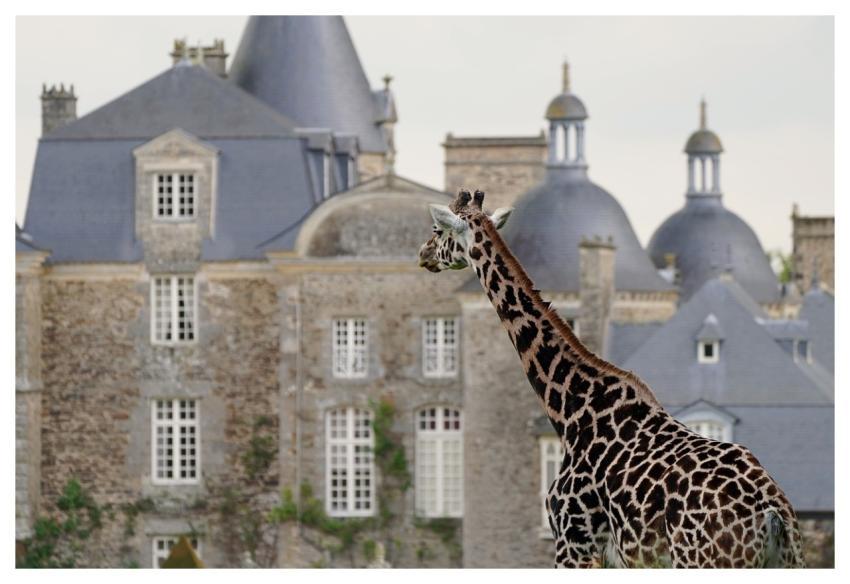 Giraffe Fauna Animal Mammal