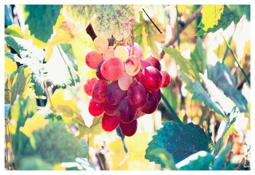 Grapevine Vineyardgrapes Vineyard Ripe