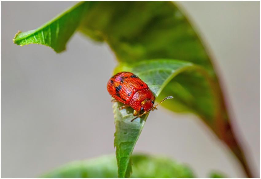 Vivid macro shot of a red beetle on a green leaf s