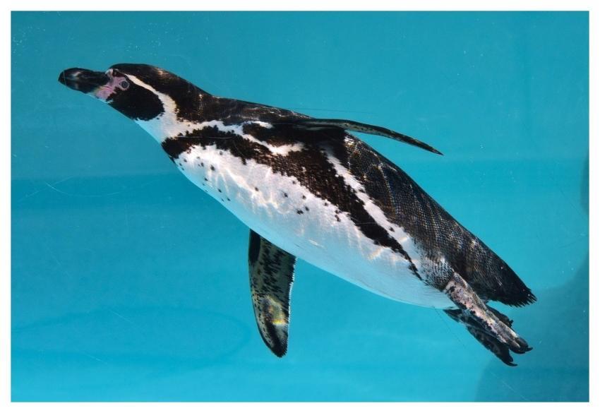 Penguin Swim Aquarium Zoo