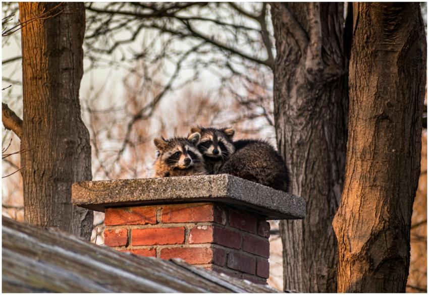 Two raccoons rest on a chimney surrounded by trees