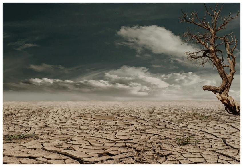 A solitary tree stands against a cracked, arid lan