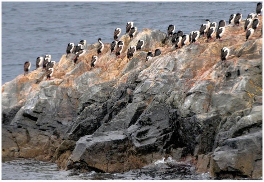 A flock of penguins perched on a rugged rocky clif