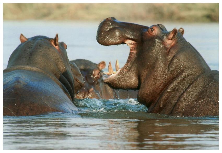 A close-up of hippos engaging in a dramatic encoun