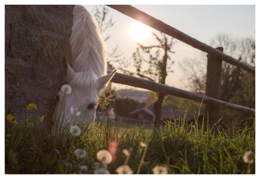 Horse Graze Paddock Animal