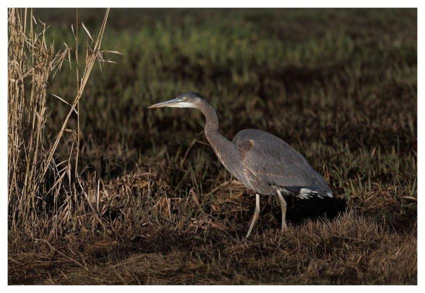 Heron Bird Nature Animal
