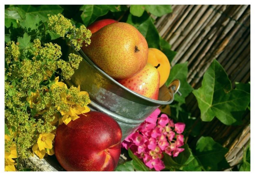Fruit Garden Harvest Still Life
