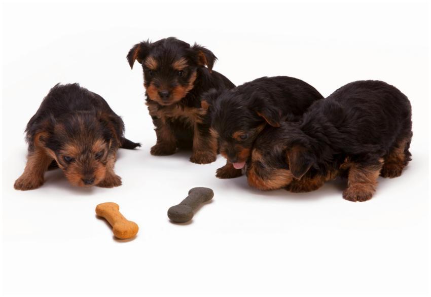 Adorable Yorkshire Terrier puppies interacting wit
