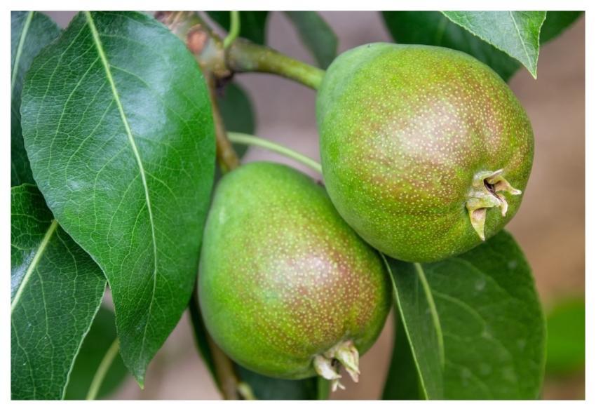 Pear Fruit Fruit Tree Food
