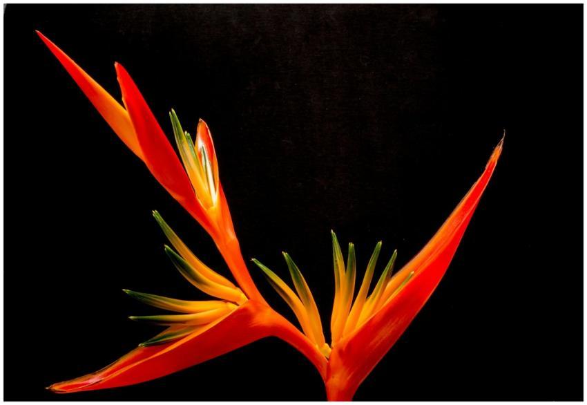 Close-up of a vivid Bird of Paradise flower agains