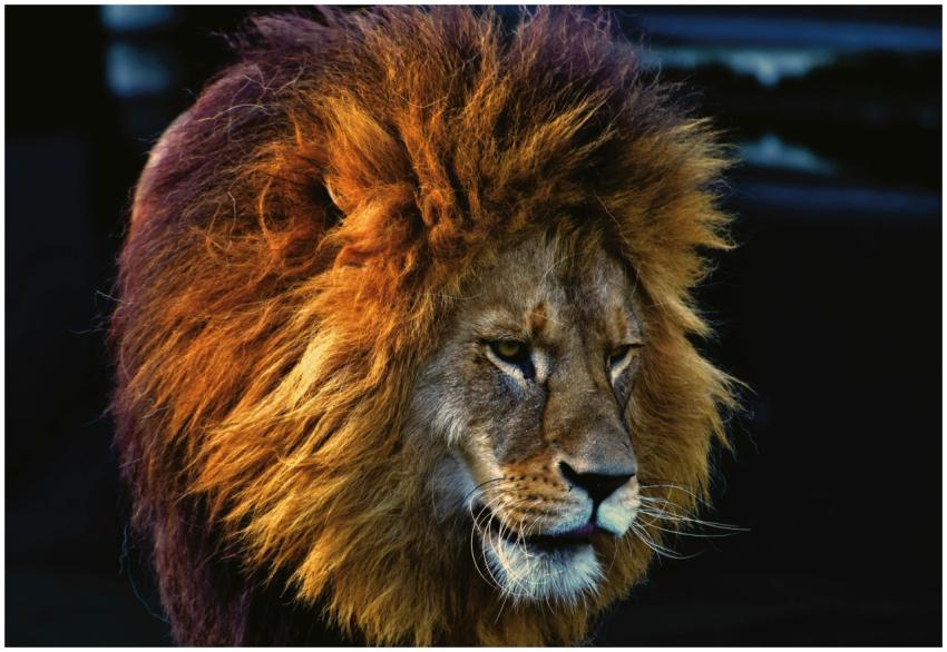 Close-up portrait of a majestic lion with a stunni