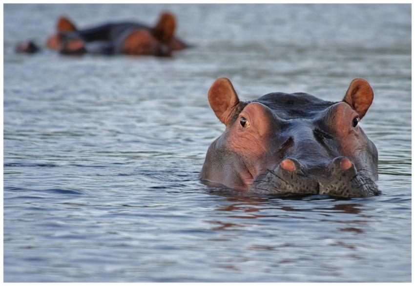 A hippopotamus surfaces in a calm river, capturing