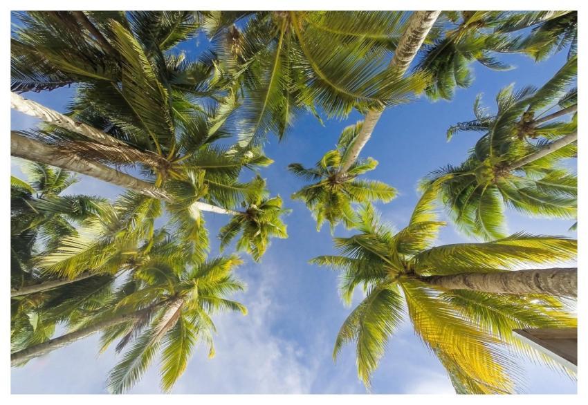 Trees Summer Beach Nature