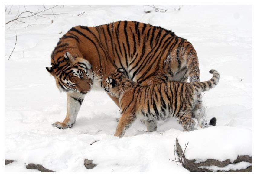 Tigers Cub Tiger Cub Mother