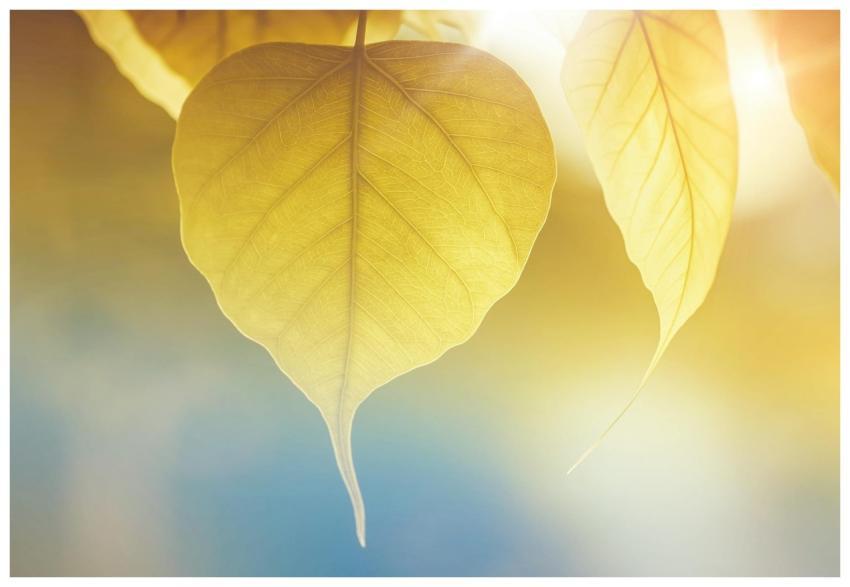 Close-up of golden leaves with sunlight, capturing