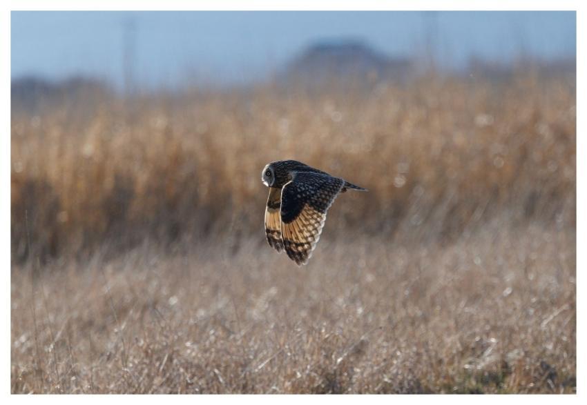 Short-Eared Owl Owl Bird Nature