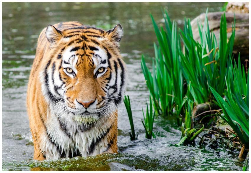 Close-up of a tiger walking through water amidst g