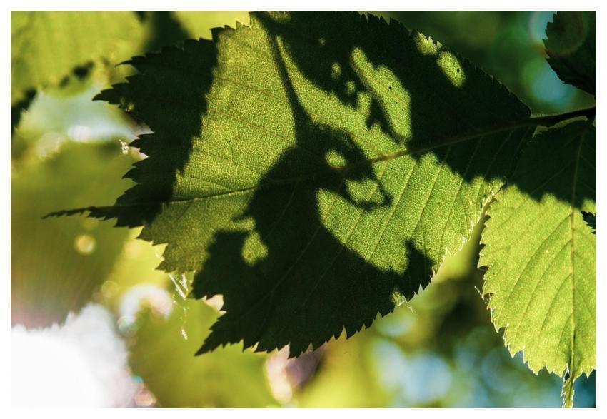 Tree Leaves Shadows Silhouette