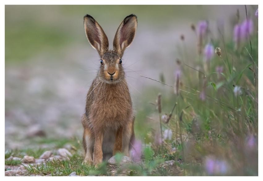 Rabbit Field Animal Field Hare