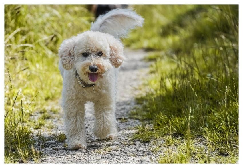 Dog Poodle Lawn Mammal