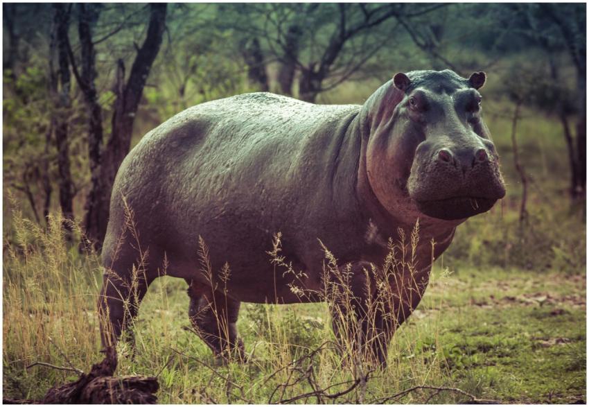 Close-up of a large hippopotamus in an African sav