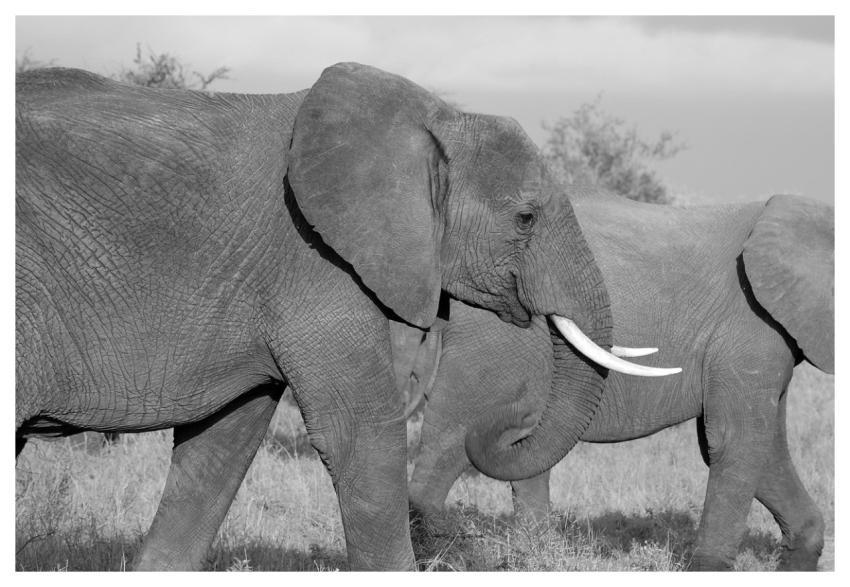 Elephant Animal Safari Elephant Trunk