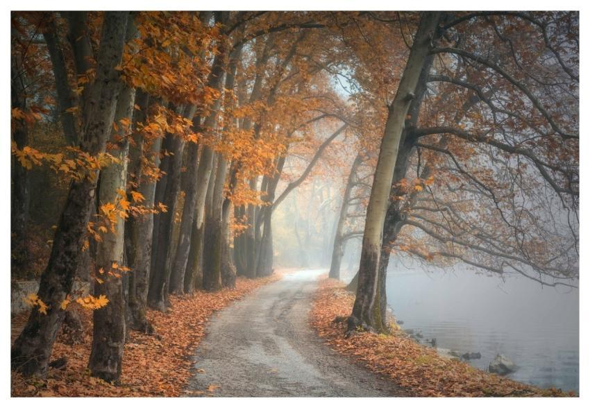 Trees Fog Path Trail