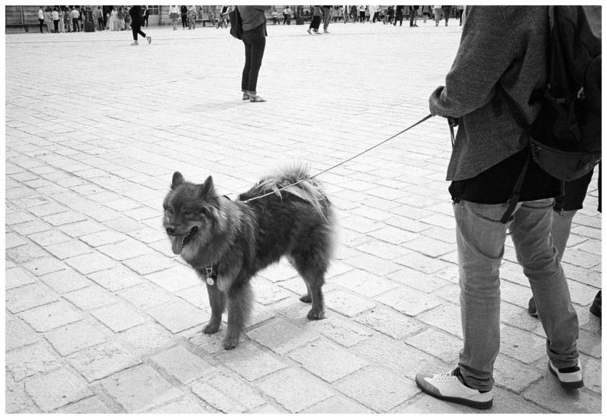 A dog on a leash in a bustling French square, shot