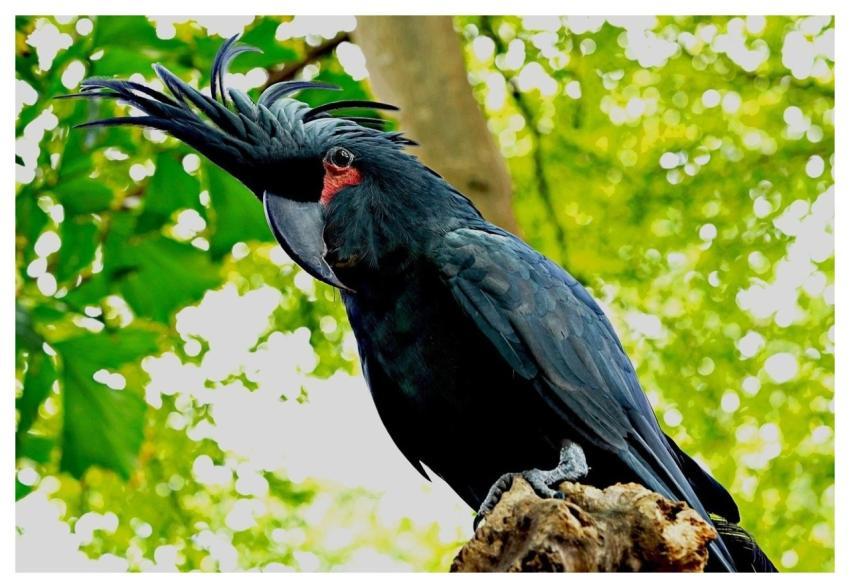 Black Cockatoo Bird Wildlife Beak