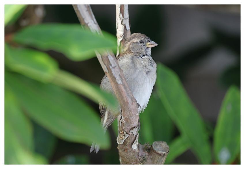 Bird Nature Animal Wildlife