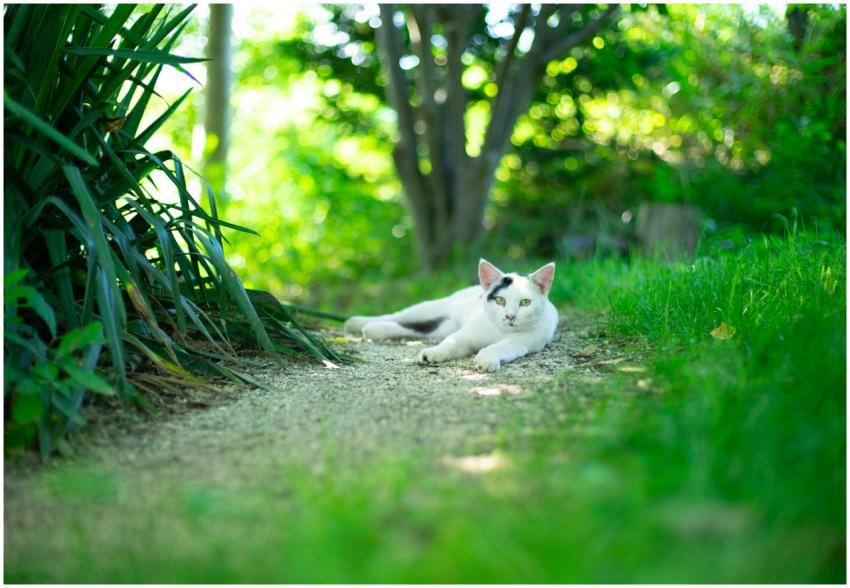 A serene cat lounging on a garden path surrounded