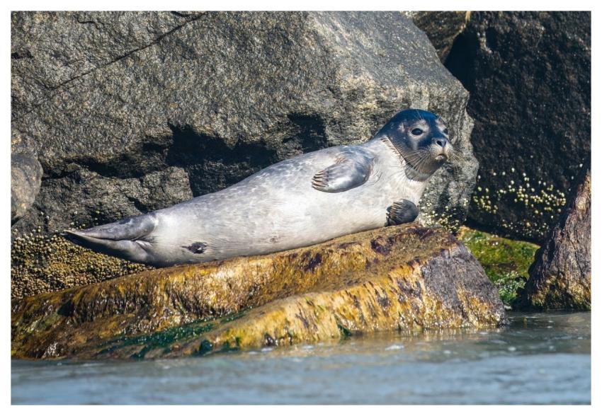 Seal Marine Mammals Predator Water