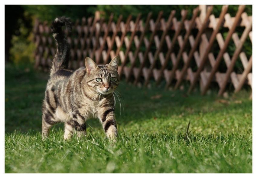 Cat Full Hd Wallpaper Mac Wallpaper Beautiful Wall