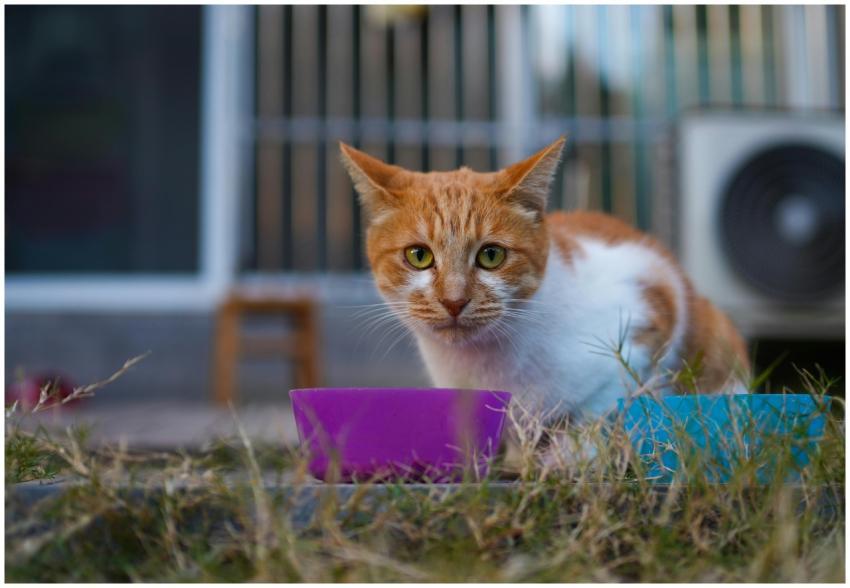 An orange and white cat in an outdoor setting, eat