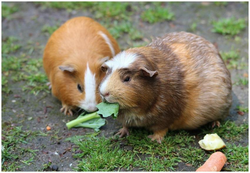 Two cute guinea pigs munching on fresh greens outd