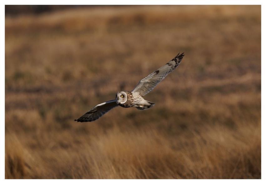 Short-Eared Owl Owl Bird Nature
