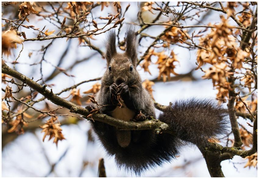 Close Up Squirrel Autumn