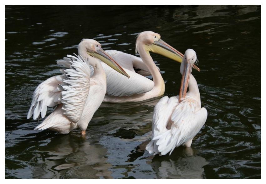Pelican Animals Waterbirds Birds