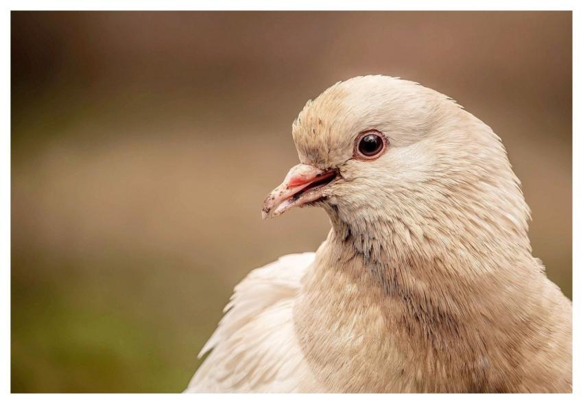 Dove Bird Nature Feathers