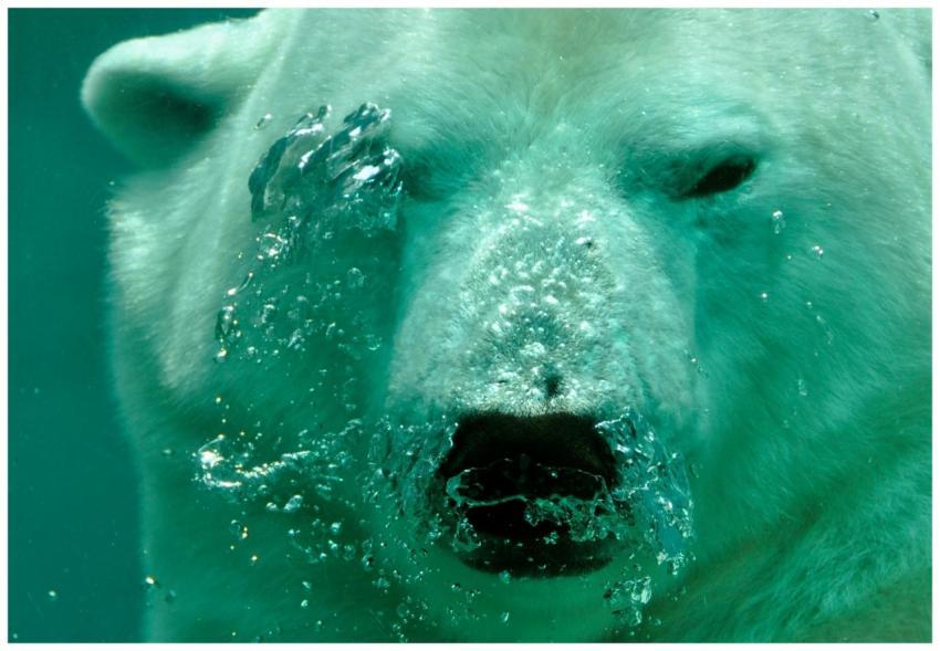 Captivating underwater view of a polar bear swimmi