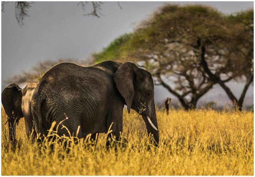 Capture of an elephant grazing in the wild savanna