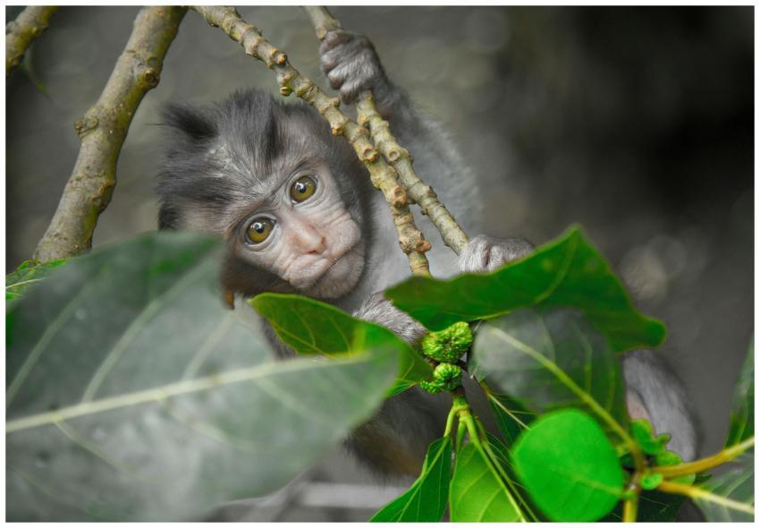 A young macaque peers through vibrant green leaves