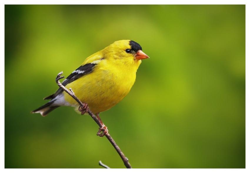 Goldfinch Bird Animal Wildlife
