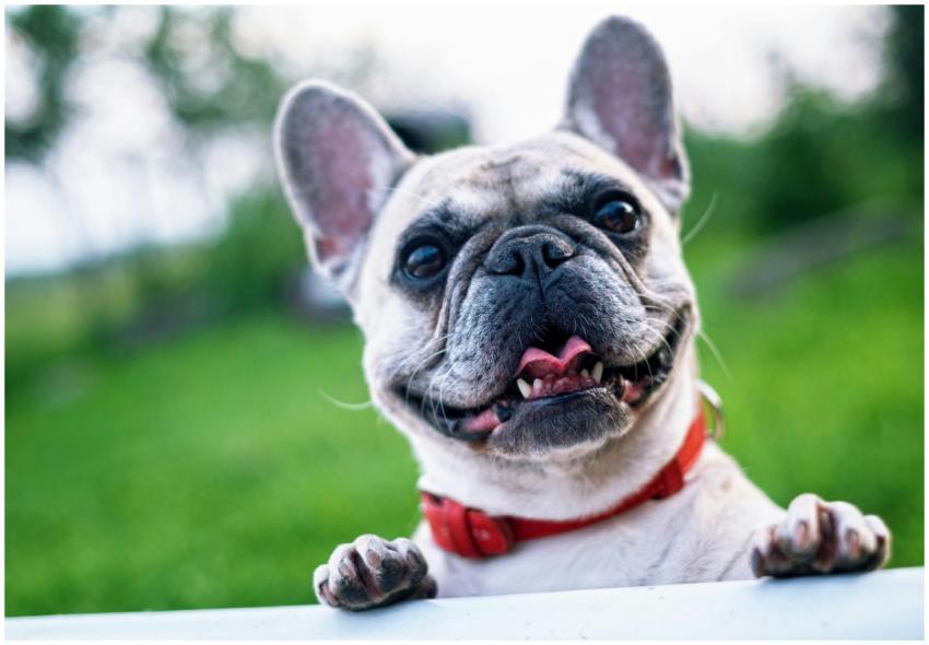 Happy French Bulldog with red collar enjoying a su