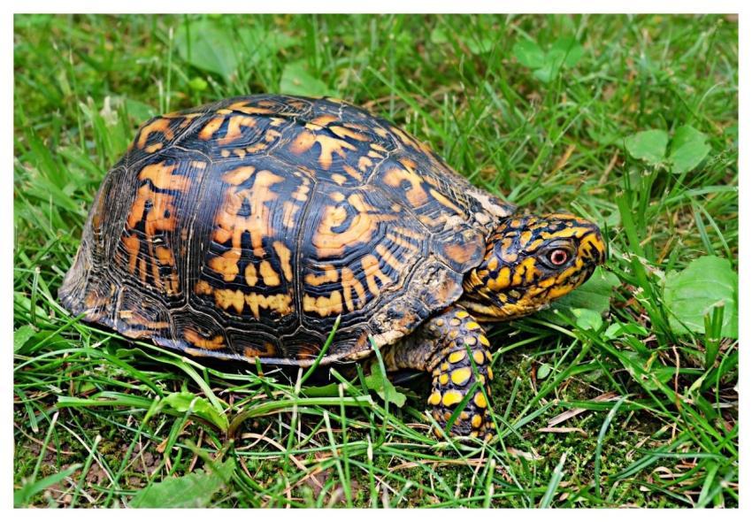 Box Turtle Wildlife Animal Reptile