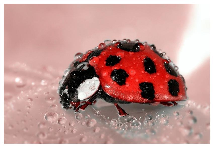 Ladybug Insect Water Droplets Droplets