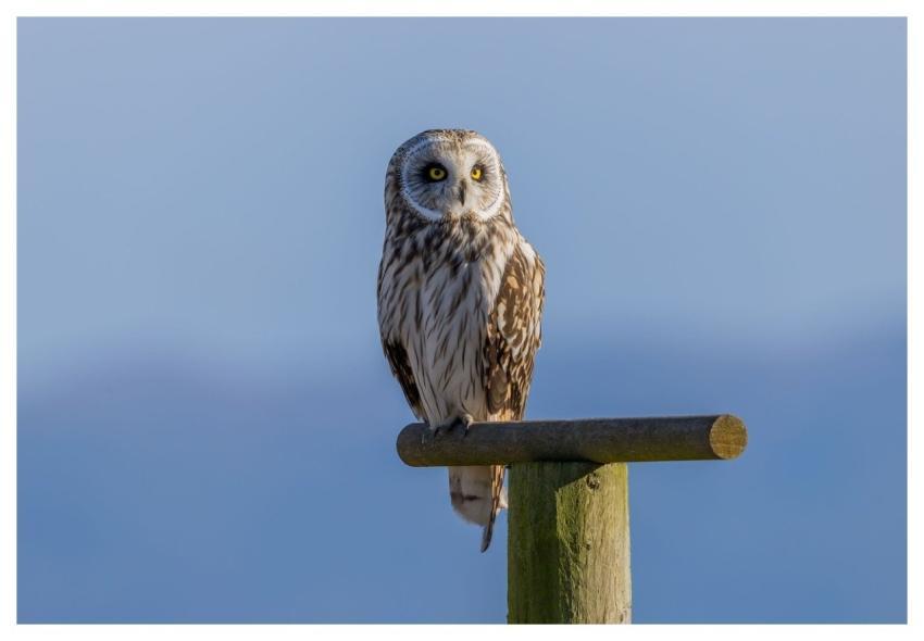 Short-Eared Owl Owl Bird Nature