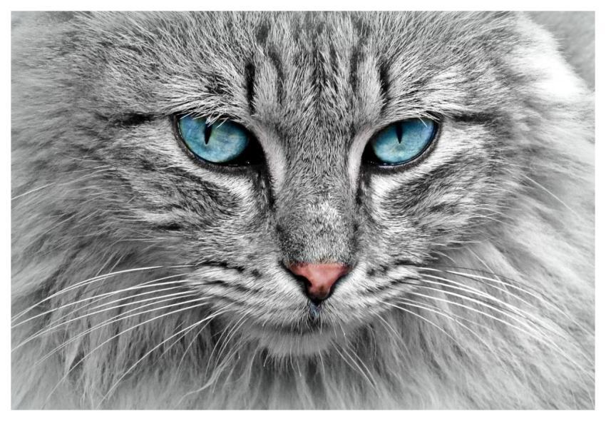 Cat Nature Animal Cat Portrait