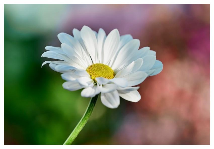 Daisy Nature Flower Bloom