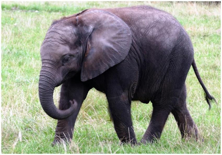 A young African elephant walking through grassland